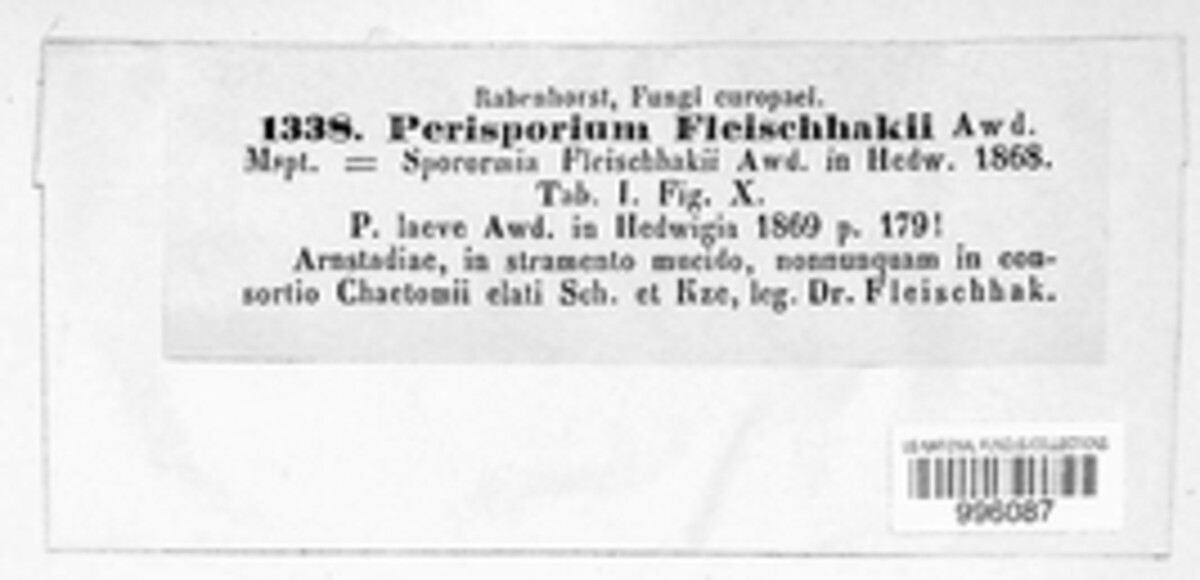 Perisporium fleischhakii image